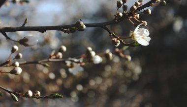 folyamatosan-megujitott-igen