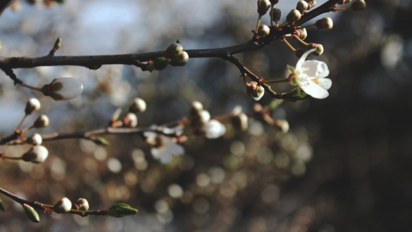 folyamatosan-megujitott-igen