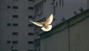 te-kivel-eled-at-a-jarvanyt