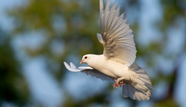 ki-nekem-a-szentlelek-a-galamb-abrazolastol-a-szemelyes-talalkozasig
