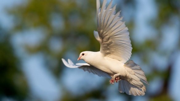 ki-nekem-a-szentlelek-a-galamb-abrazolastol-a-szemelyes-talalkozasig