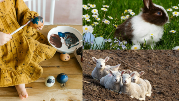 barany-gyertya-nyul-vagy-tojas