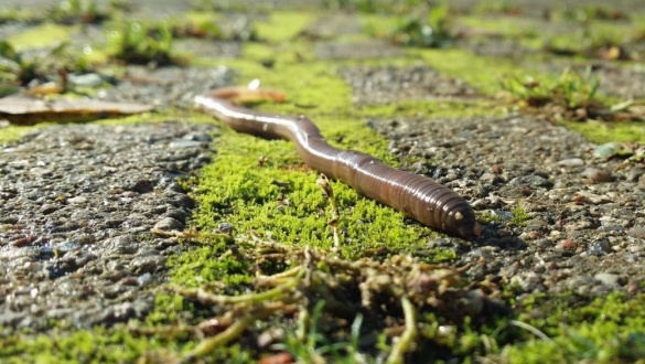 utazas-a-mennyorszagban-6-12-a-fold-ferge