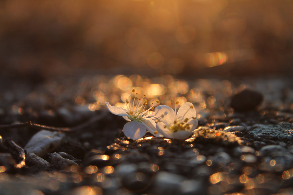 Utazás a Mennyországban 10/12: Fény, karizmák, egyház utazas-a-mennyorszagba-10-12-feny-karizmak-egyhaz