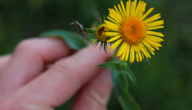 a-jelenbe-gyokerezve-elni