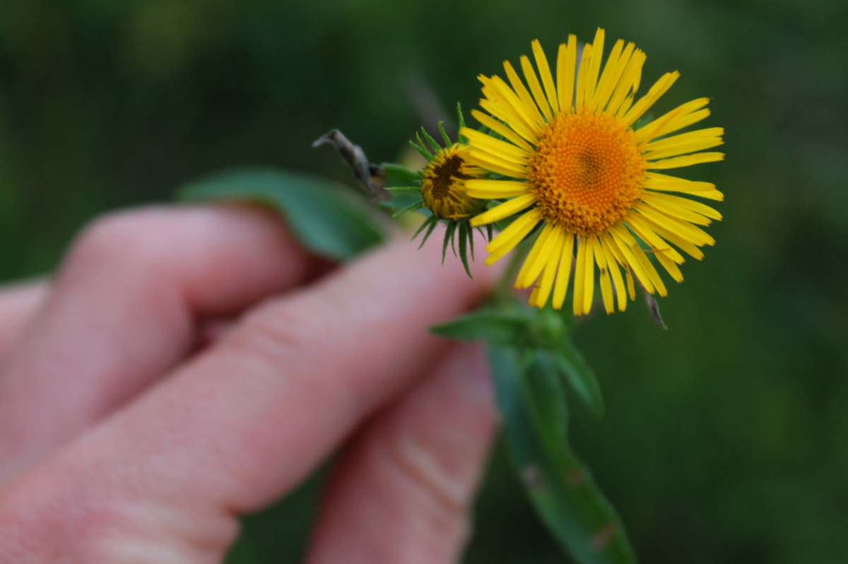 A jelenbe gyökerezve élni a-jelenbe-gyokerezve-elni