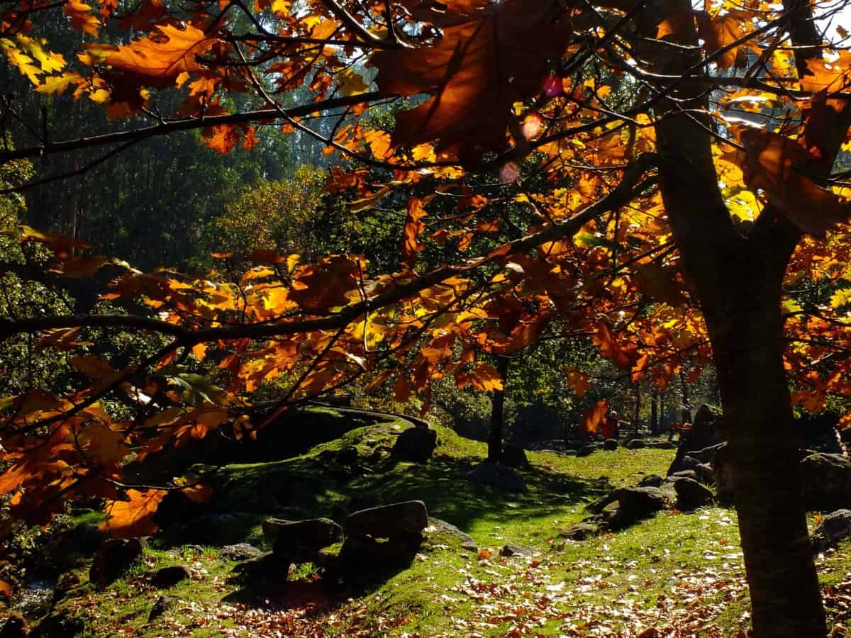 A kert maga az élet – körkérdés a kertészkedésről, mint életérzésről a-kert-maga-az-elet-korkerdes-a-kerteszkedesrol-mint-eleterzesrol