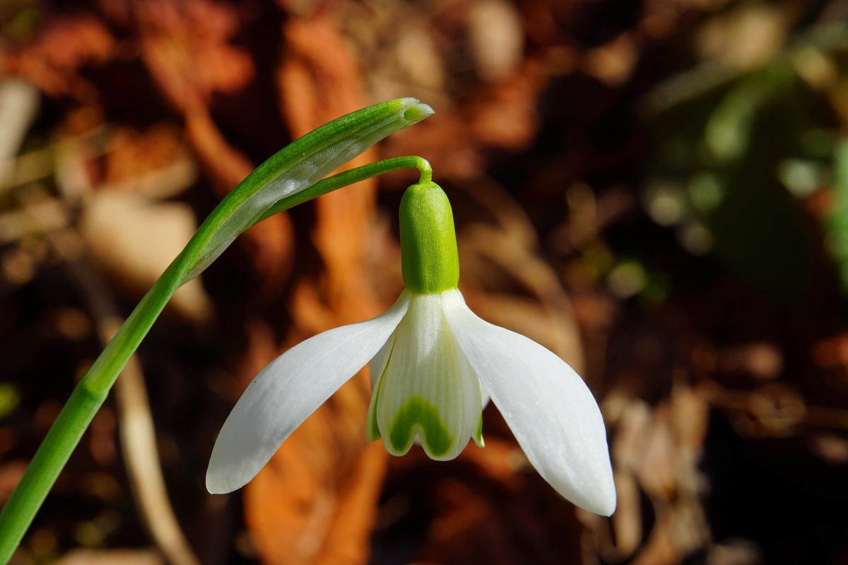 Zöld böjt a teremtés védelmében zold-bojt-a-teremtes-vedelmeben